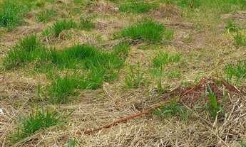 Imagem 2: Terreno à venda em Ribeirão Preto-SP, Quinta da Mata, 250m². Localizado no Villas do Miran