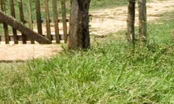 Imagem: FAZENDA RURAL em SILVIANÓPOLIS - MG, zona