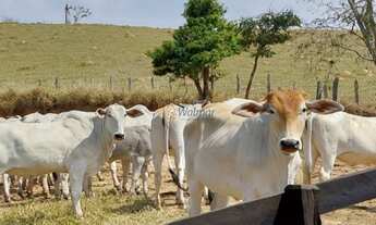 Imagem: Imperdível Sitio à venda no Centro de