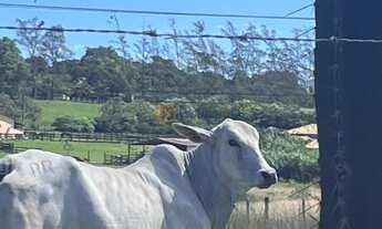 Imagem 5: Fazenda de luxo no Centro de Araruama-RJ: 6 quartos, 2 suites, 3 salas, 5 banheiros, 20 va