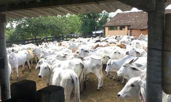 Imagem 4: Fazenda de luxo no Centro de Araruama-RJ: 6 quartos, 2 suites, 3 salas, 5 banheiros, 20 va