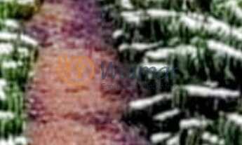 Imagem: Fazenda de luxo no Centro de Barbacena-MG