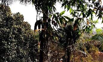 Imagem 4: CASA RESIDENCIAL em BANANAL - SP, Centro