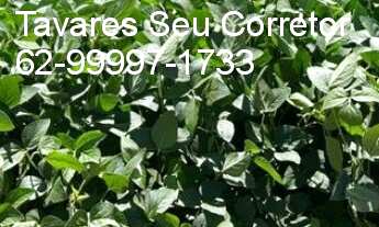 Imagem 5: FAZENDA RURAL em ANÁPOLIS - GO, SETOR CENTRAL