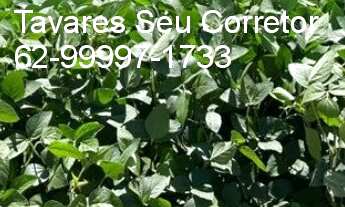 Imagem 6: FAZENDA RURAL em ANÁPOLIS - GO, SETOR CENTRAL