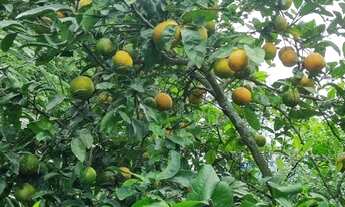Imagem 4: FAZENDA RURAL em SERRINHA - BA, ZONA RURAL