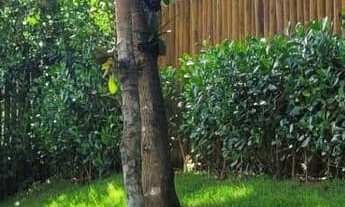 Imagem 5: Casa em Condomínio em Praia do Forte: 3 quartos, 2 suítes, 200m² - Mata de São João-BA