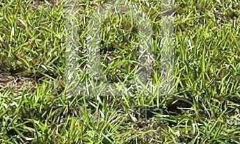 Imagem 6: Terreno no Condomínio Helena Maria Sorocaba