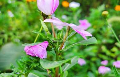 Imagem 7: Terreno com 1.350 m² no bairro Jardim Parada do Alto - Sorocaba