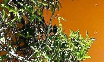 Imagem 7: CASA RESIDENCIAL em SANTANA DE PARNAÍBA - SP, ALPHAVILLE