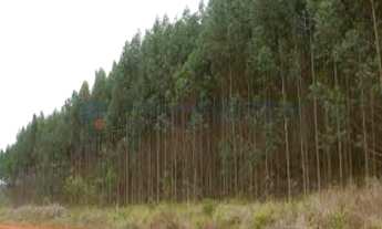 Imagem 2: FAZENDA DE EUCALIPTOS - AIURUOCA - MG