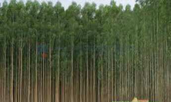 Imagem 4: FAZENDA DE EUCALIPTOS - AIURUOCA - MG