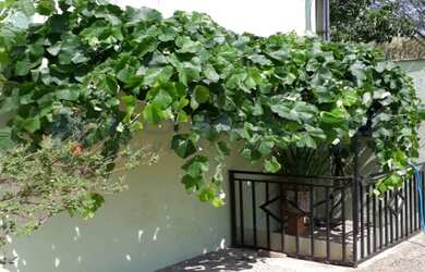 Imagem 6: Casa a Venda no Bairro Chapadão Campinas