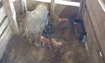 Imagem 3: LINDO SÍTIO TODO MOBILIADO EM ELIAS FAUSTO (30.500 M²) - SP