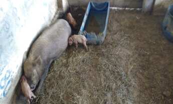 Imagem 2: LINDO SÍTIO TODO MOBILIADO EM ELIAS FAUSTO (30.500 M²) - SP