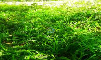 Imagem 5: Chácara a venda em Japira, localizada a 950m da BR-272