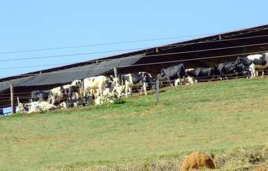 Imagem 5: Fazenda com 35,5 hectares, ótima logística, na cidade de Soledade de Minas
