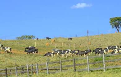 Imagem 6: Fazenda com 35,5 hectares, ótima logística, na cidade de Soledade de Minas