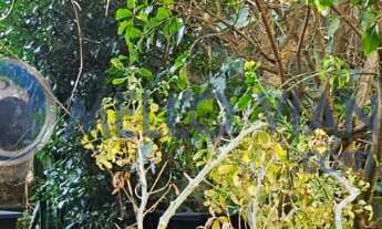 Imagem: Imperdível Casa à venda em São Lourenço-MG