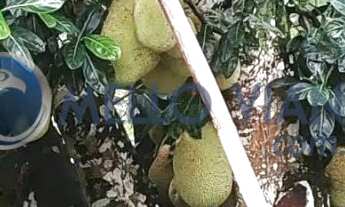 Imagem 6: Chácara de Luxo em Lambari-MG: 4 Quartos, 2 Suítes, 150m², Próximo ao Pesqueiro do Ganso!