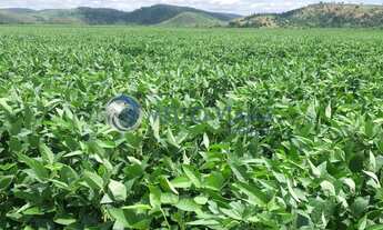 Imagem 2: Fazenda de cana de açúcar com 4.655,00 Hectares de Área