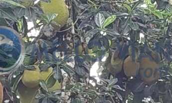 Imagem 5: Chácara de Luxo em Lambari-MG: 4 Quartos, 2 Suítes, 150m², Próximo ao Pesqueiro do Ganso!