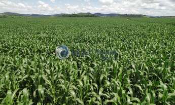 Imagem 3: Fazenda de cana de açúcar com 4.655,00 Hectares de Área