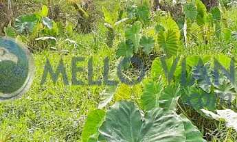 Imagem 4: Chácara próxima a São Lourenço MG em 10 minutos com 4,5 hectares com 2 casas e documentaçã