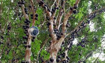 Imagem 2: Chácara próxima a São Lourenço MG em 10 minutos com 4,5 hectares com 2 casas e documentaçã