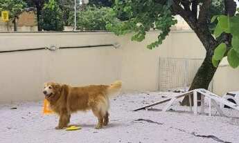 Imagem 4: Comprar apartamento com 2 quartos em Campestre Santo André SP