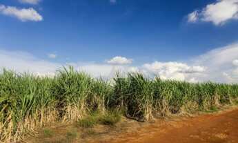 Imagem: Fazenda de Cana a Venda - Piracicaba - 44