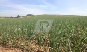 Imagem 7: Fazenda de Cana a Venda - Piracicaba - 44 Alqueires