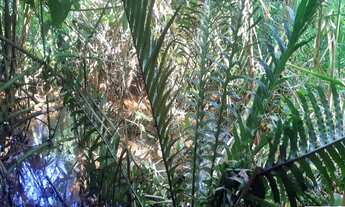 Imagem 7: SÍTIO A VENDA NO BAIRRO DOS CORREIAS EM BOITUVA, COM 06 SUITES, PISCINA, CAMPO DE FUTEBOL