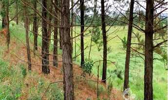 Imagem 3: ÁREA À VENDA NO PINHAL EM CABREÚVA - 31.110 m², com terraplanagem pronta para construir c