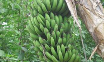 Imagem 3: Chácara próximo de Campos do Jordão