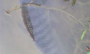 Imagem 7: Chácara próximo de Campos do Jordão