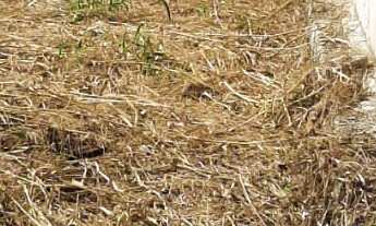 Imagem 2: TERRENO RESIDENCIAL em ITUPEVA - SP, GIRASSOL