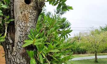 Imagem 5: CHACARA RESIDENCIAL em ITUPEVA - SP, PARQUE DOS CAFEZAIS I