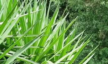 Imagem 7: CHACARA RESIDENCIAL em ITUPEVA - SP, JARDIM DO RIBEIRÃO II