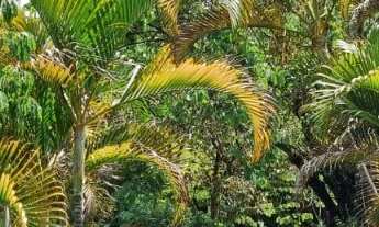 Imagem 3: TERRENO RESIDENCIAL em ITUPEVA - SP, PARQUE DOS CAFEZAIS II