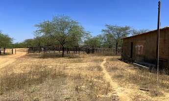 Imagem 4: Fazenda Modelo 3000 hectares localizada Lagoa Grande Pe BR 122 e Br 428
