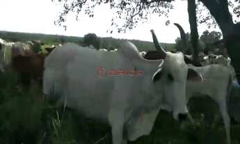 Imagem 7: Fazenda com 1132,52 hectares na região Duere, Tocantins