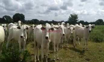 Imagem 3: Fazenda com 1132,52 hectares na região Duere, Tocantins