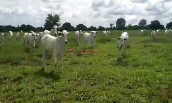 Imagem 4: Fazenda com 1132,52 hectares na região Duere, Tocantins