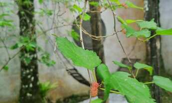 Imagem 6: CHACARA RESIDENCIAL em SÃO PAULO - SP, AMERICANÓPOLIS