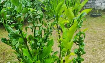 Imagem 7: CHACARA RESIDENCIAL em SÃO PAULO - SP, AMERICANÓPOLIS