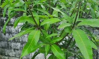 Imagem 3: CHACARA RESIDENCIAL em SÃO PAULO - SP, AMERICANÓPOLIS