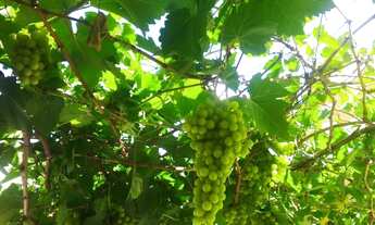 Imagem 6: 2 dormitórios, 1 banheiros