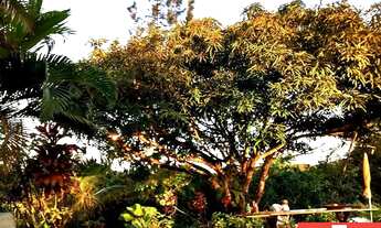 Imagem 4: Lindo sítio com 5.700 m², com 3 casas em Barra de Pojuca