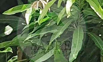 Imagem 4: Área a venda na Estrada do Janauari, Iranduba